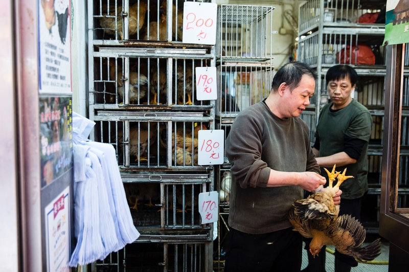A shop owner holds a live chicken for sale in a Hong Kong market. Isaac Lawrence /AFP/Getty Images