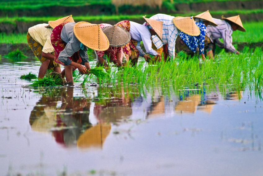 People harvest rice